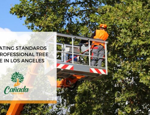 Elevating Standards for Professional Tree Care in Los Angeles