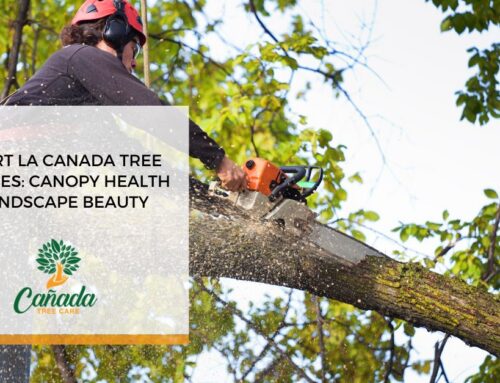 Expert La Canada Tree Services: Canopy Health & Landscape Beauty