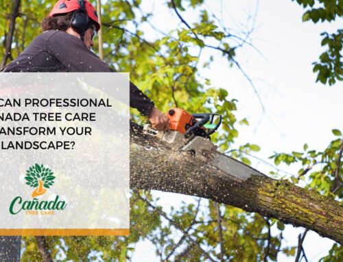 How Can Professional Canada Tree Care Transform Your Landscape?