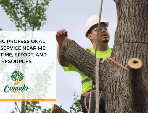 Protect Your Property Equity with a Licensed Pro La Canada Tree Service