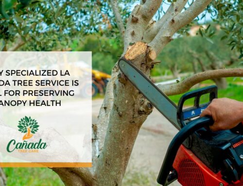 Why Specialized La Cañada Tree Service Is Vital for Preserving Canopy Health