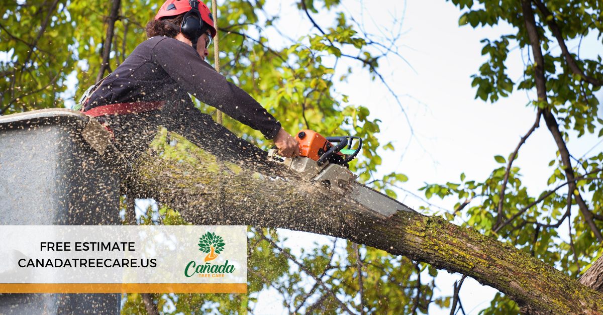 branch removal