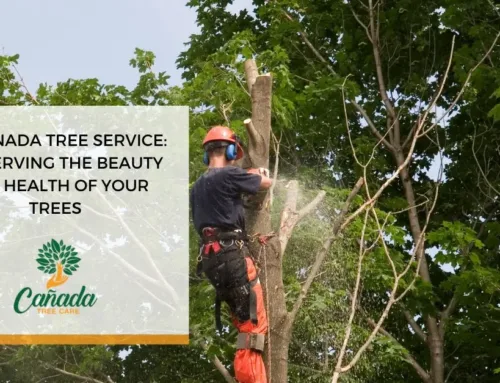 Tree Service in La Cañada Flintridge: Preserving the Beauty & Health of Trees
