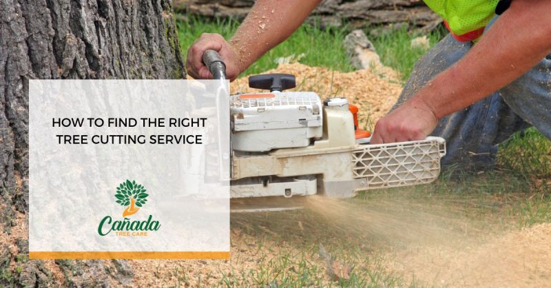 Tree Cutting Service: Find the Right One for You