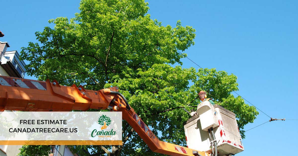 La Canada Tree Service