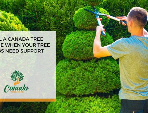Call A Canada Tree Service When Your Tree Limbs Need Support