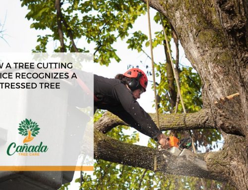 How A Tree Cutting Service Recognizes A Stressed Tree