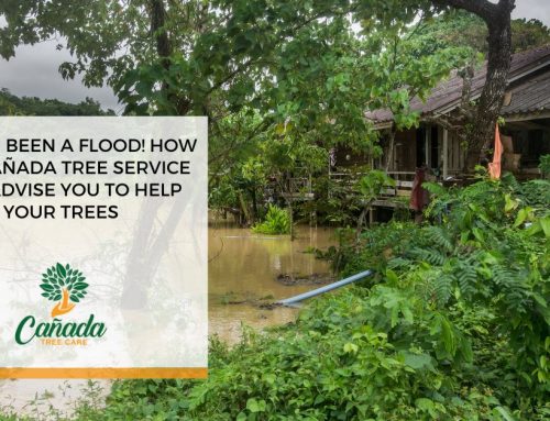 There’s Been a Flood! How A La Cañada Tree Service will Advise You To Help Your Trees