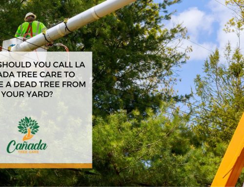 When Should You Call La Canada Tree Care to Remove a Dead Tree From Your Yard?