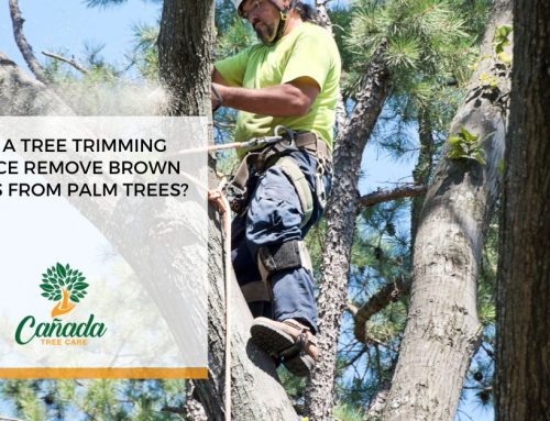 Will a Tree Trimming Service Remove Brown Leaves From Palm Trees?