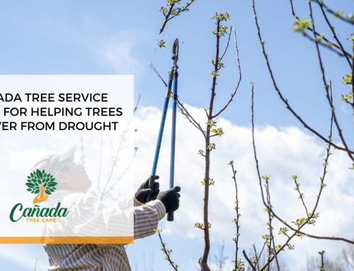 Canada Tree Service Advice For Helping Trees Recover From Drought