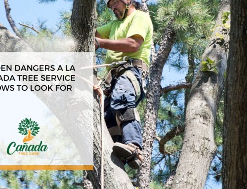 Hidden Dangers A La Cañada Tree Service Knows To Look For