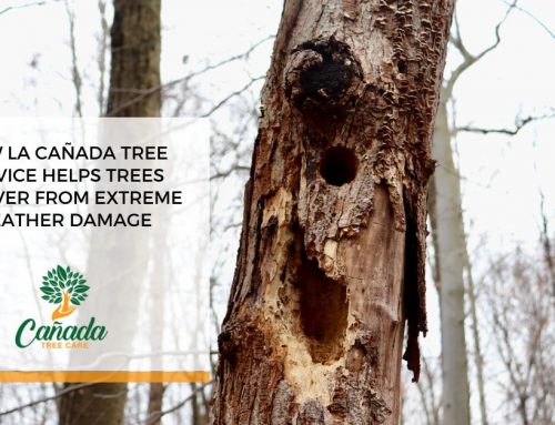 How La Cañada Tree Service Helps Trees Recover From Extreme Weather Damage