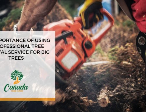 The Importance of Using A Professional Tree Removal Service for Big Trees