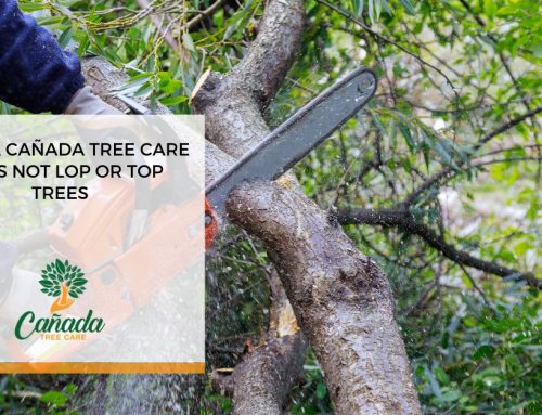 Why La Cañada Tree Care Does Not Lop or Top Trees