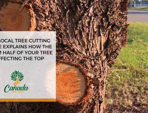 Your Local Tree Cutting Service Explains How the Bottom Half of Your Tree Is Affecting The Top