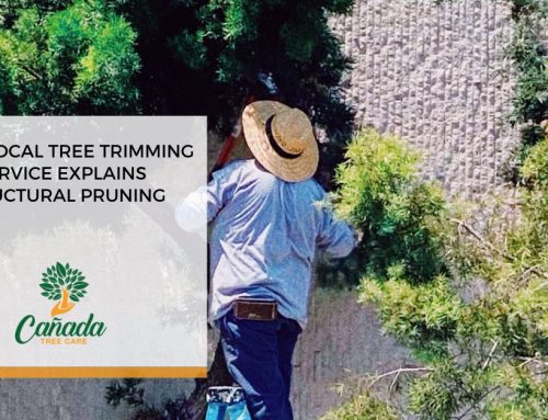 Your Local Tree Trimming Service Explains Structural Pruning