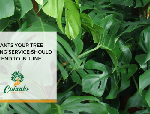 7 Plants Your Tree Trimming Service Should Attend to in June