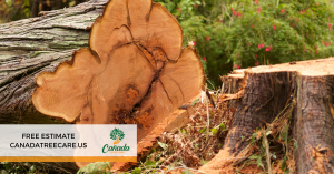 Tree Cutting Service: Preparing Your Trees for a Vibrant Spring in La Cañada