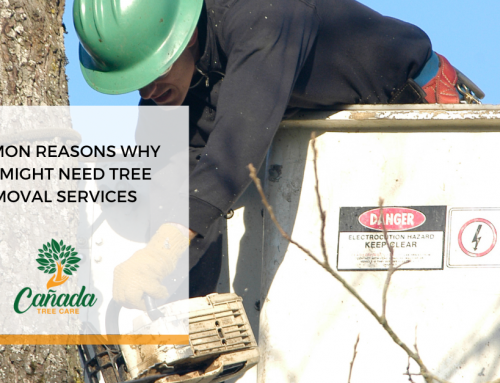 Common Reasons Why You Might Need Tree Removal Services