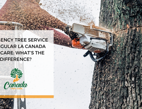 Emergency Tree Service vs. Regular La Canada Tree Care: What’s the Difference?