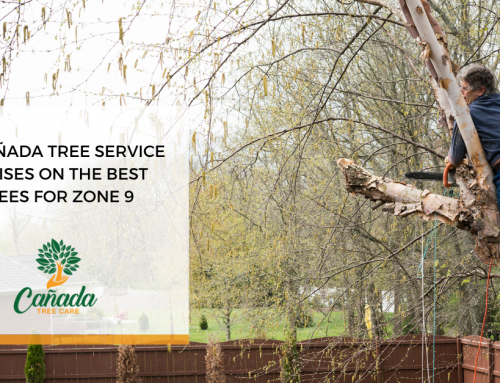 La Cañada Tree Service Advises on the Best Trees for Zone 9