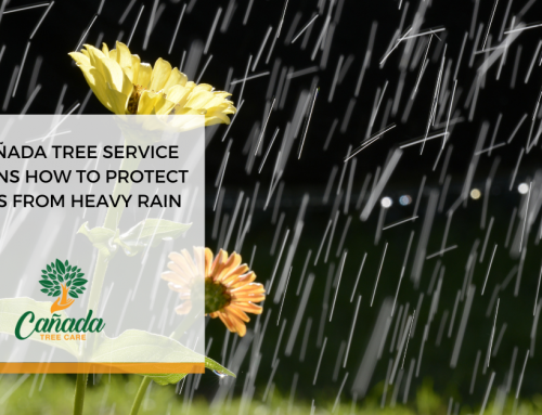 Your Local La Cañada Tree Service Explains How to Protect Plants from Heavy Rain