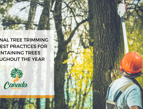 Seasonal Tree Trimming Tips: Best Practices for Maintaining Trees Throughout the Year