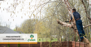 Tree Trimming: Respecting California Native Trees I Cañada Tree Care