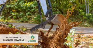 Tree Hanging Over Your House? Call for Tree Removal Services