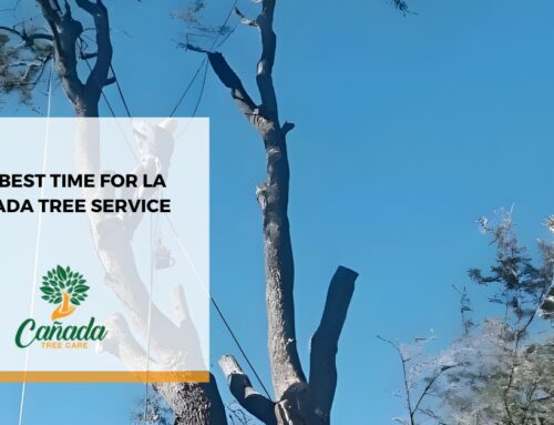 The Best Time for La Canada Tree Service