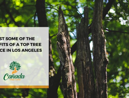 Just Some of the Benefits of a Top Tree Service in Los Angeles