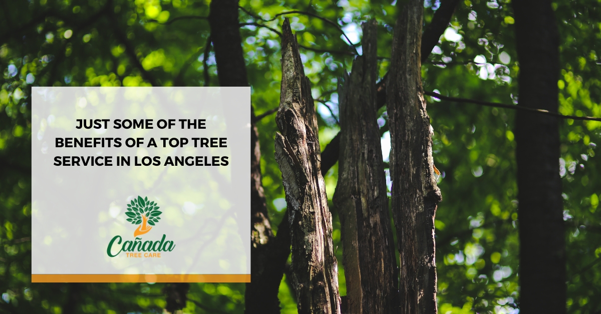 Tree Service in Los Angeles