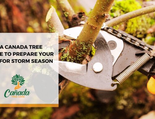 A La Canada Tree Service to Prepare Your Trees for Storm Season